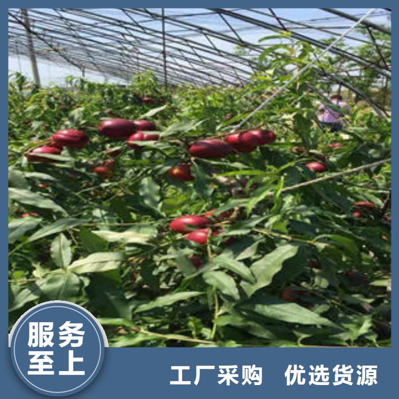 永莲蜜桃4号桃树苗7公分