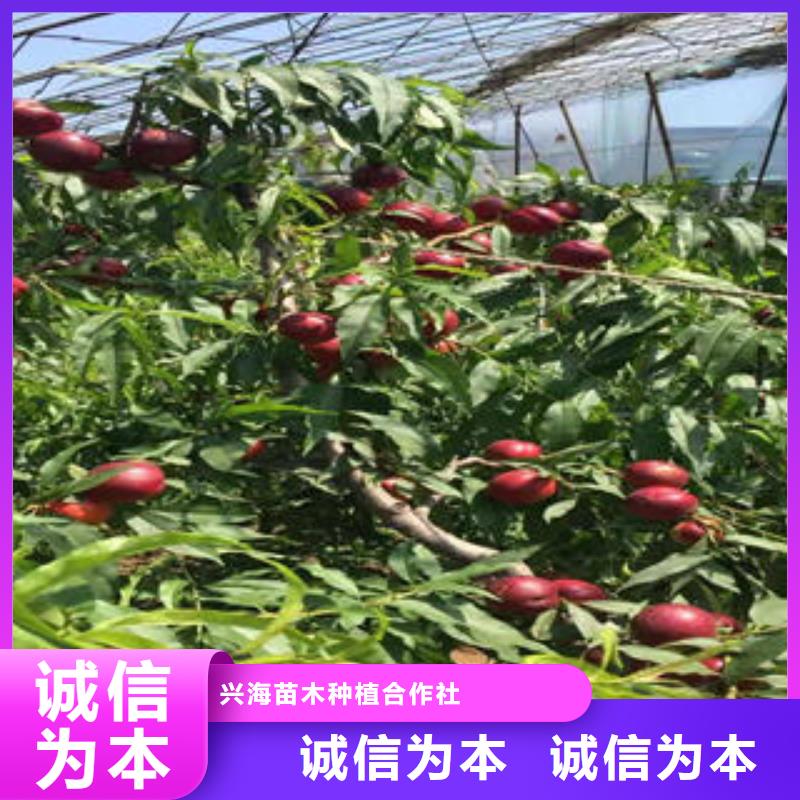 农神蟠桃树苗种植时间