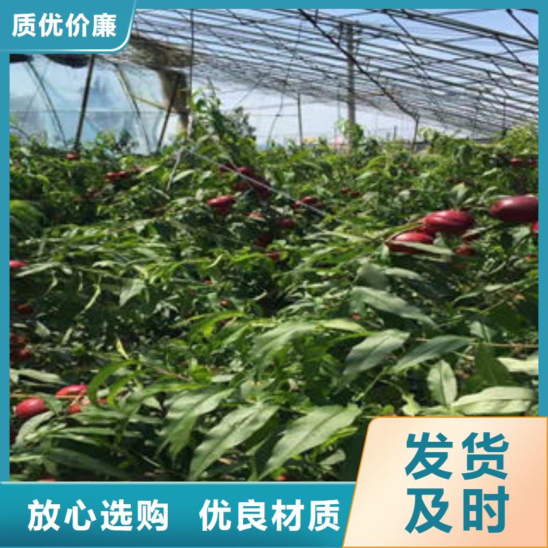 永莲蜜桃5号桃树苗0.7公分