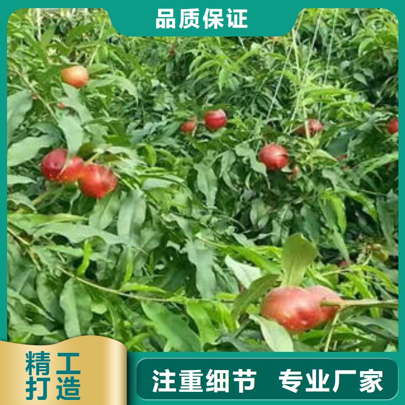 秋丽桃树苗1公分