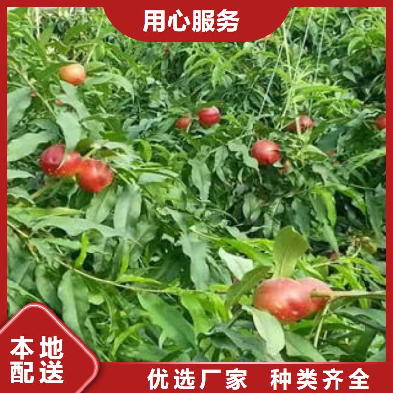 澳洲红毛桃树苗3公分