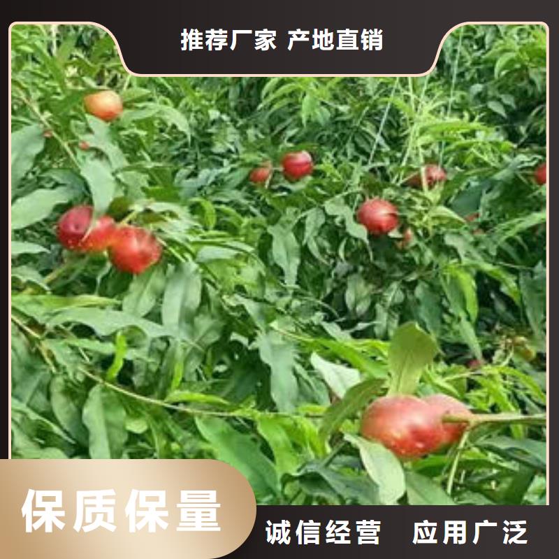 永莲蜜桃六号桃树苗40公分