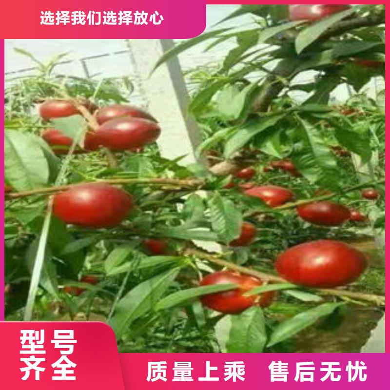 50厘米种植方法