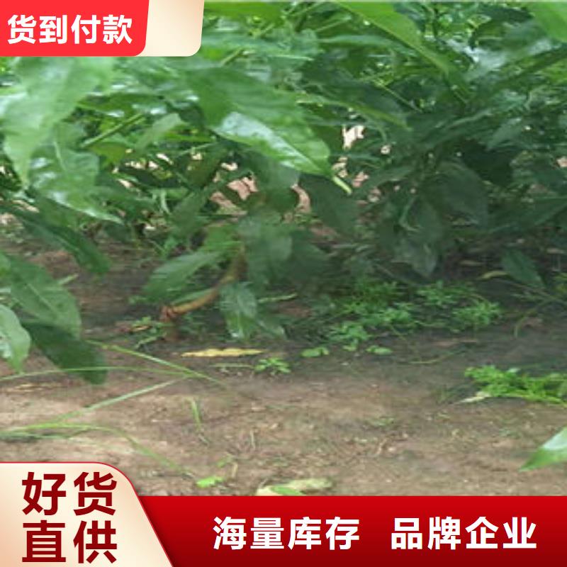 8厘米种植方法及时间