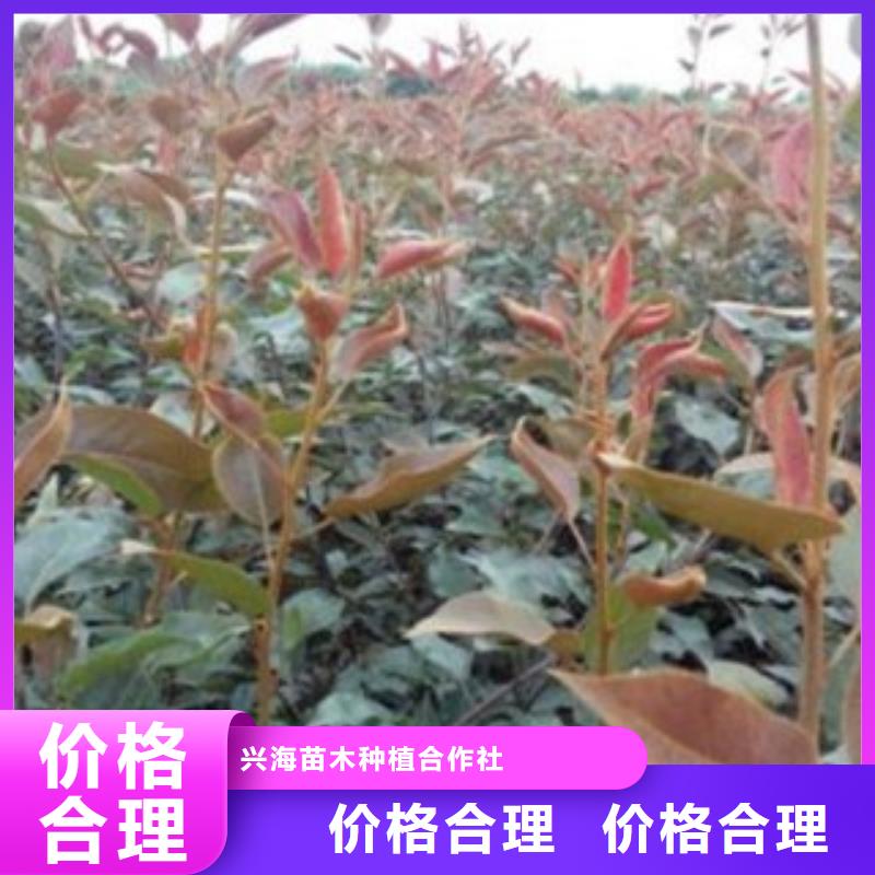 麦梨树苗1公分