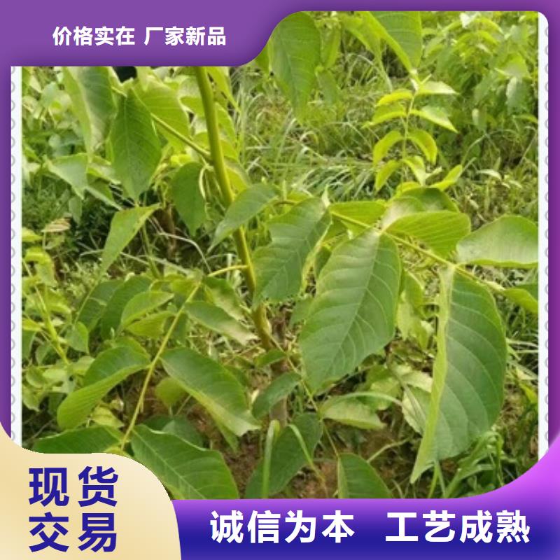 核桃苗,花椒苗放心得选择