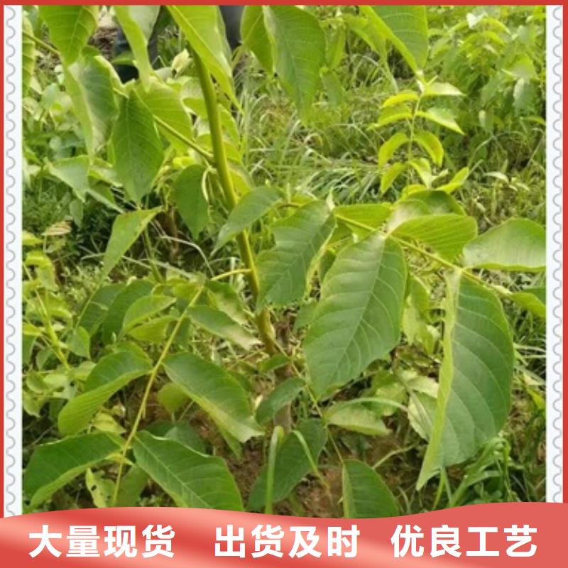 核桃苗批发供应