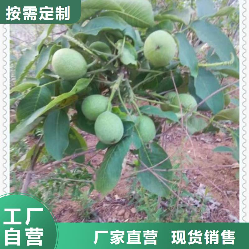 核桃苗【蓝莓苗】种类多质量好