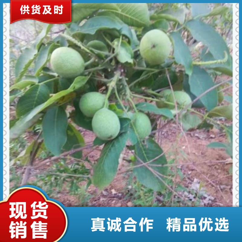 核桃苗【蓝莓苗】种类多质量好