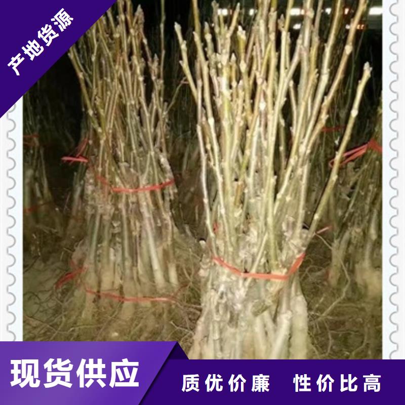 核桃苗【蓝莓苗】种类多质量好