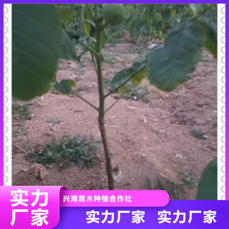 核桃苗花椒苗常年供应