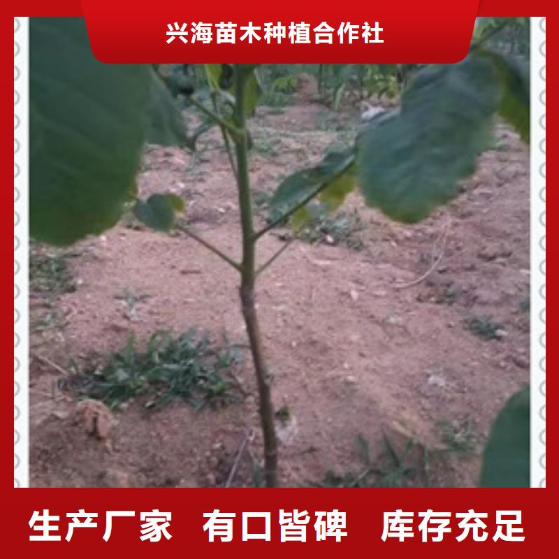 核桃苗花椒苗常年供应