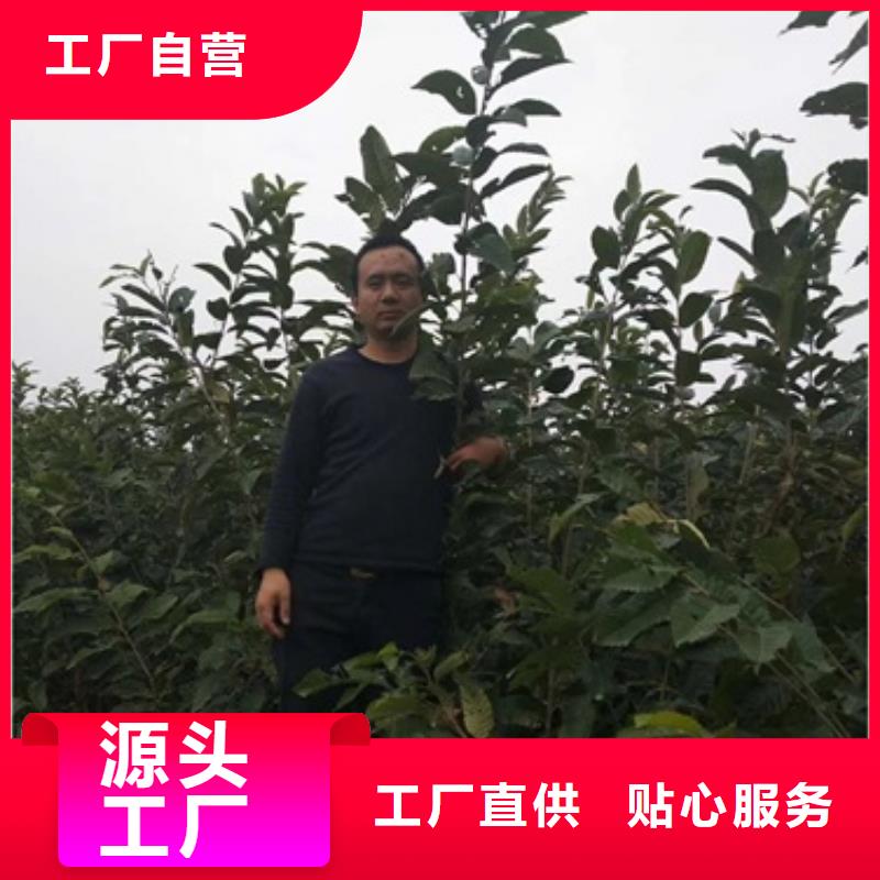 板栗苗梨树苗今年新款