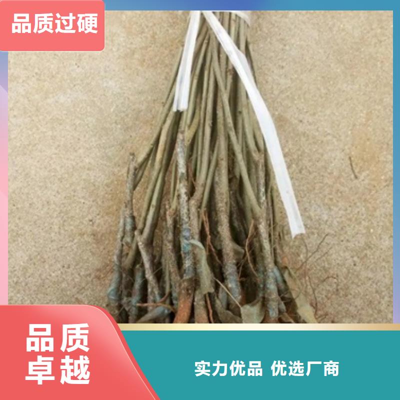 【板栗苗】蓝莓苗质量安全可靠