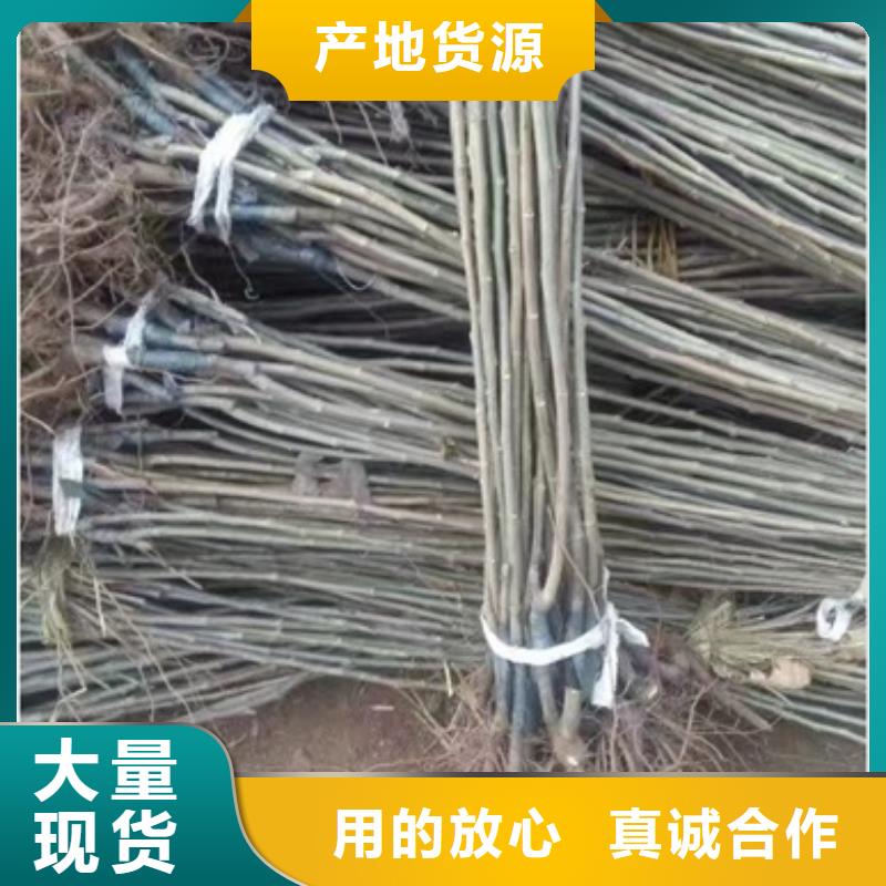 板栗苗蓝莓苗丰富的行业经验