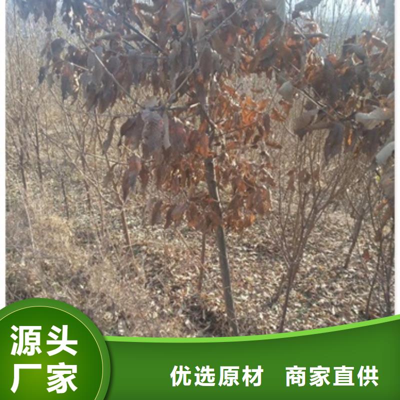 板栗苗【蓝莓苗】层层质检