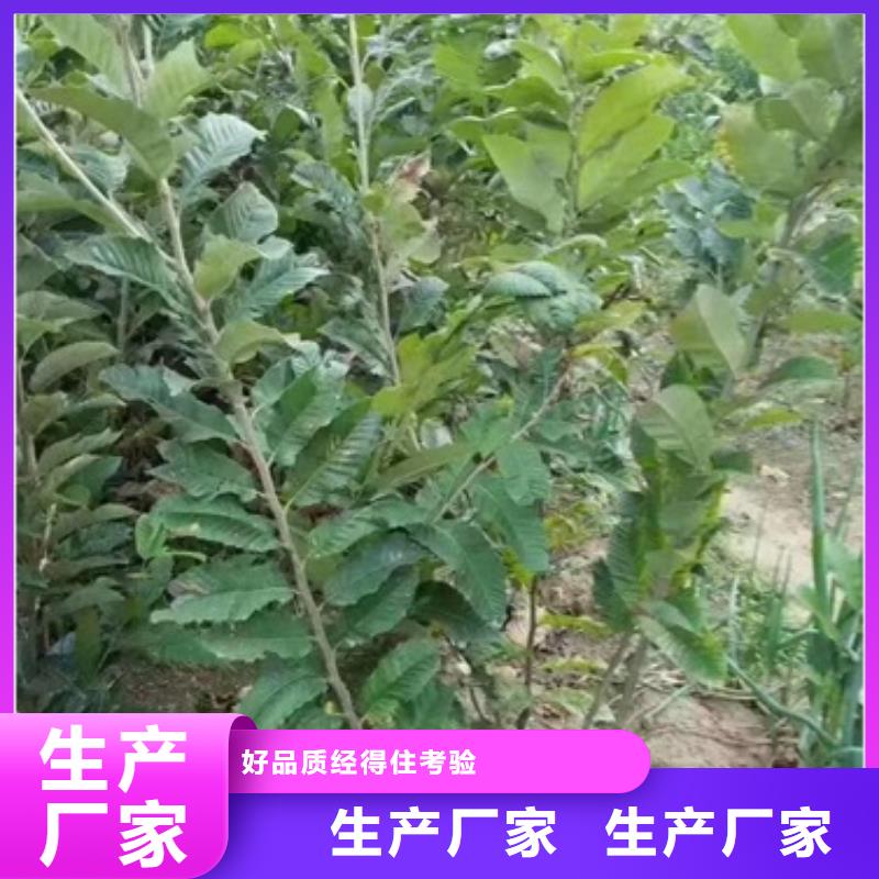 板栗苗桃树苗把实惠留给您