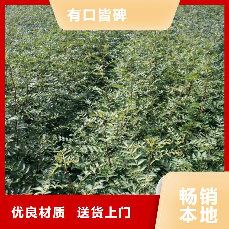 花椒苗葡萄苗款式新颖