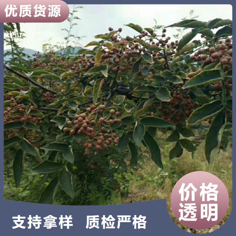 花椒苗山楂苗打造行业品质