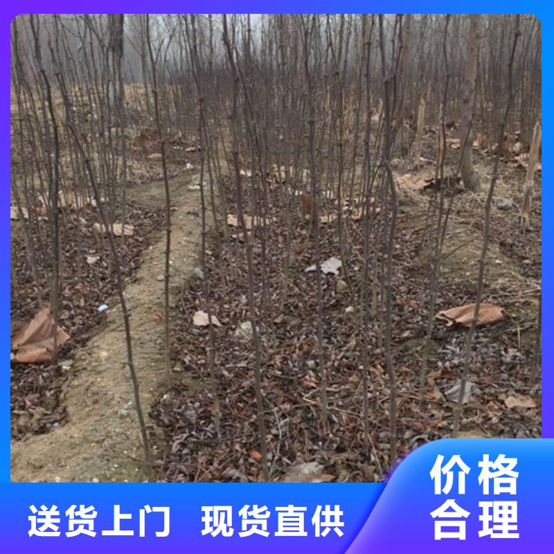 花椒苗专业完善售后