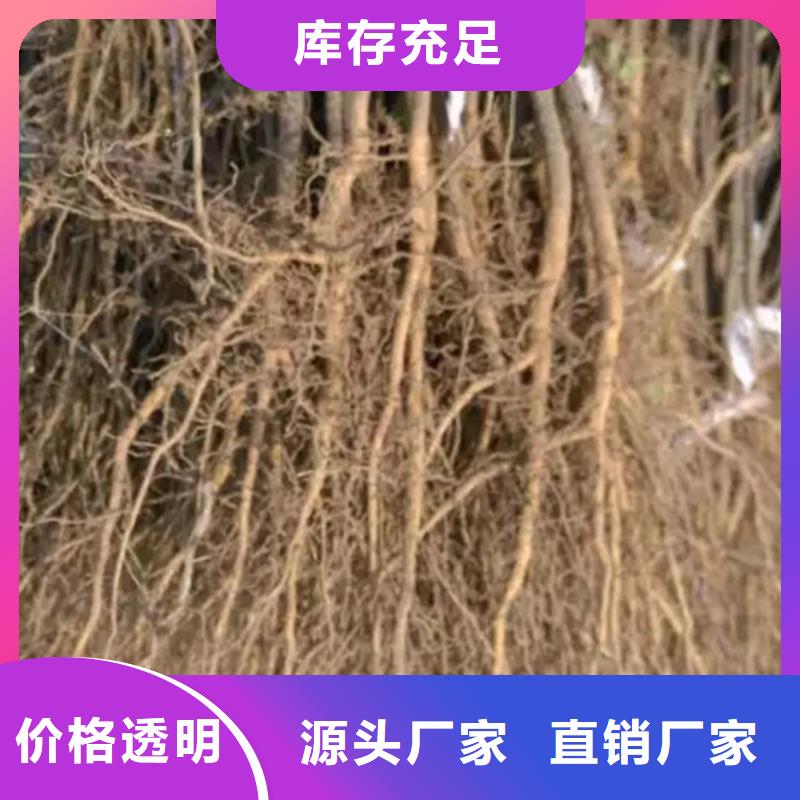 花椒苗山楂苗打造行业品质