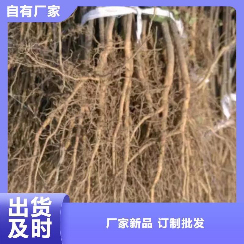 花椒苗山楂苗打造行业品质