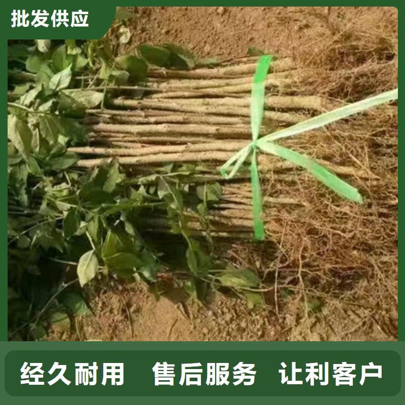 花椒苗梨树苗高标准高品质