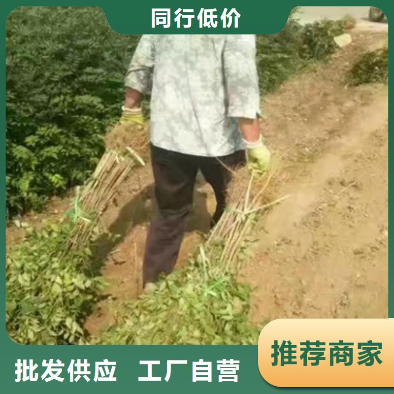 花椒苗,蓝莓苗厂家直销大量现货