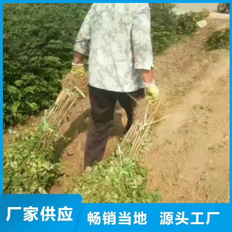 花椒苗山楂苗打造行业品质