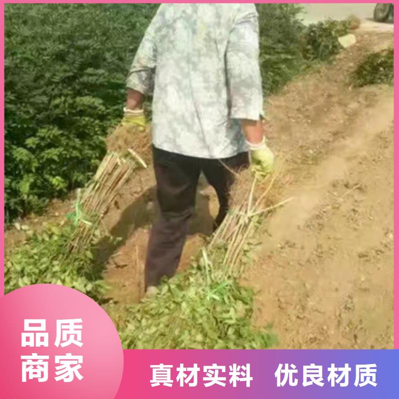 【花椒苗把实惠留给您】