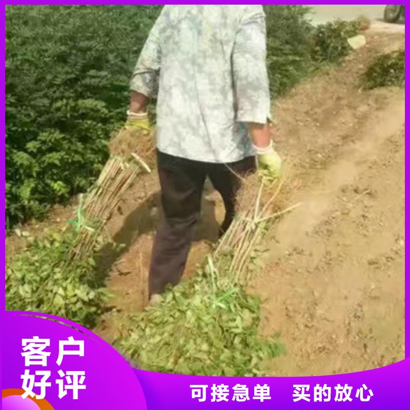 花椒苗苹果苗甄选好厂家