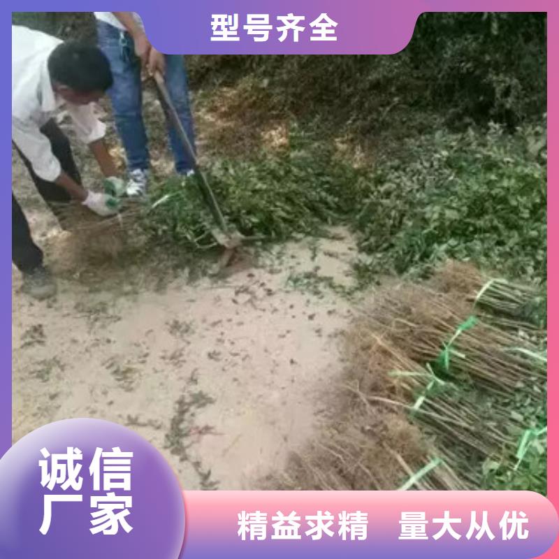 花椒苗蓝莓苗优选厂家