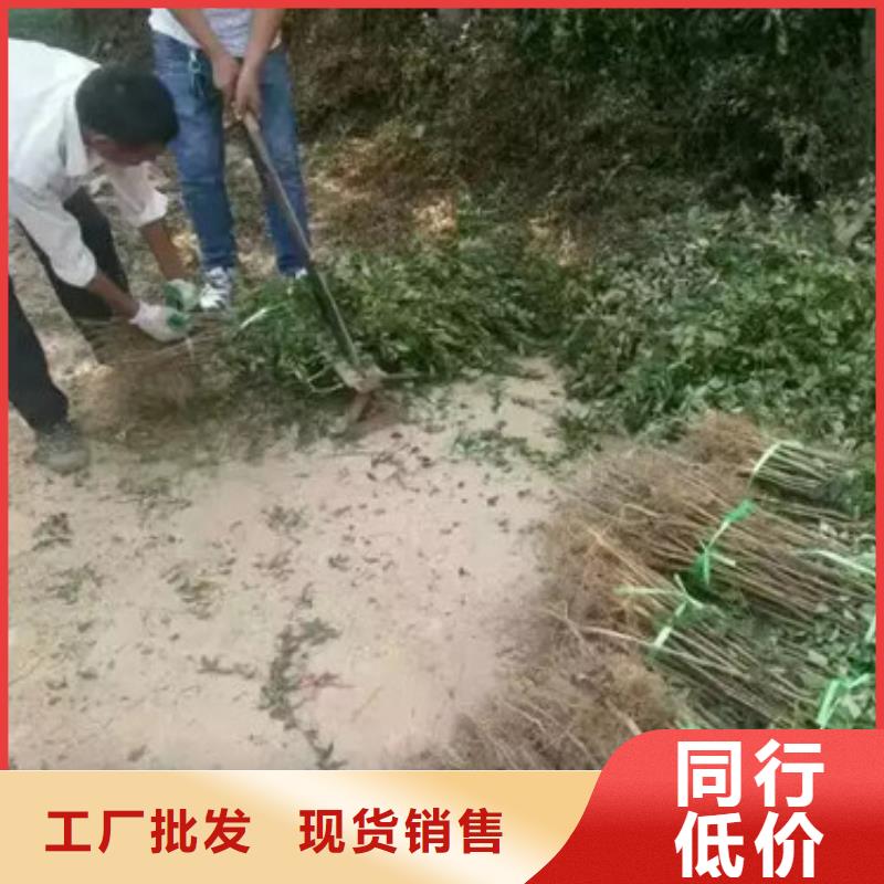 花椒苗梨树苗高标准高品质