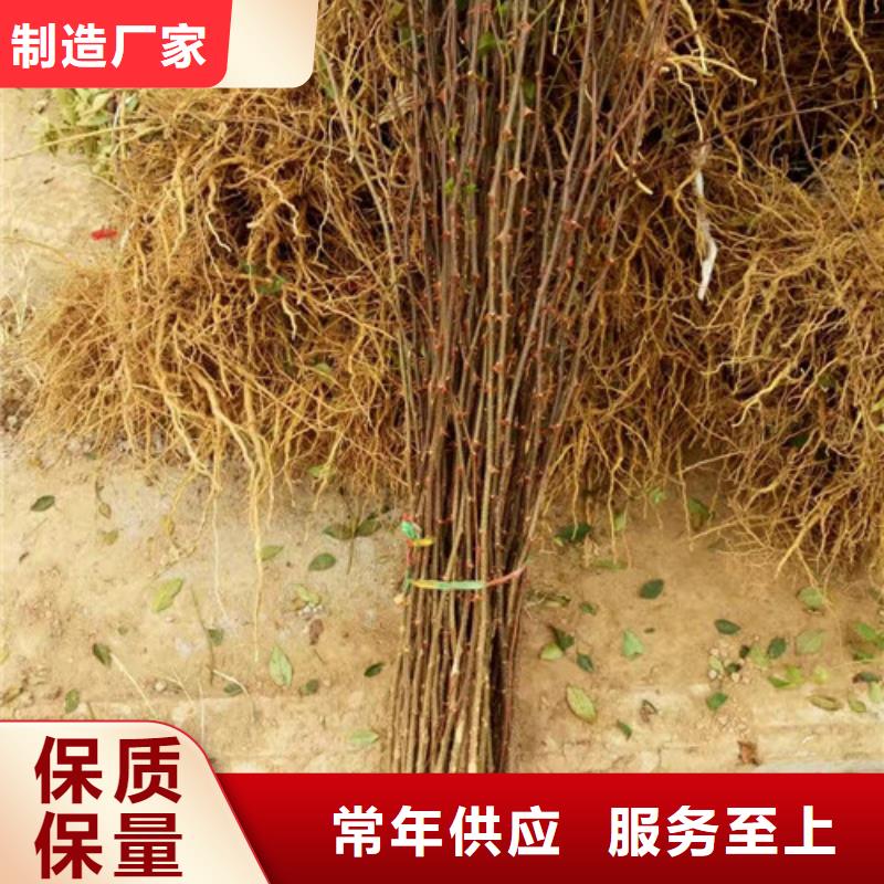 花椒苗【蓝莓苗】定制零售批发