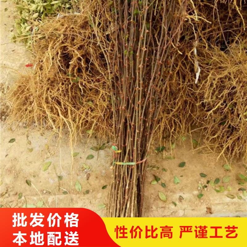 花椒苗【核桃苗】质量优价格低