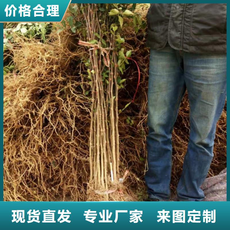 花椒苗苹果苗甄选好厂家