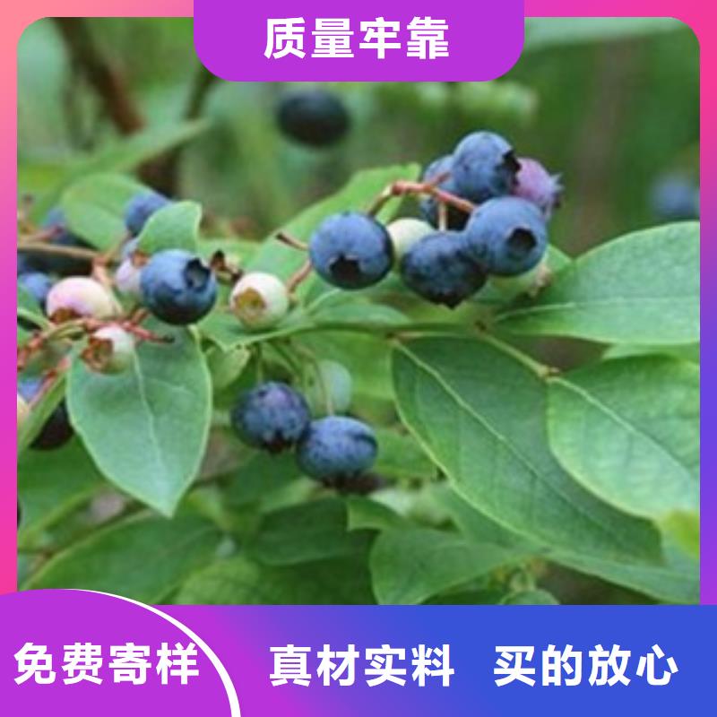 纳尔逊蓝莓树苗种植方法