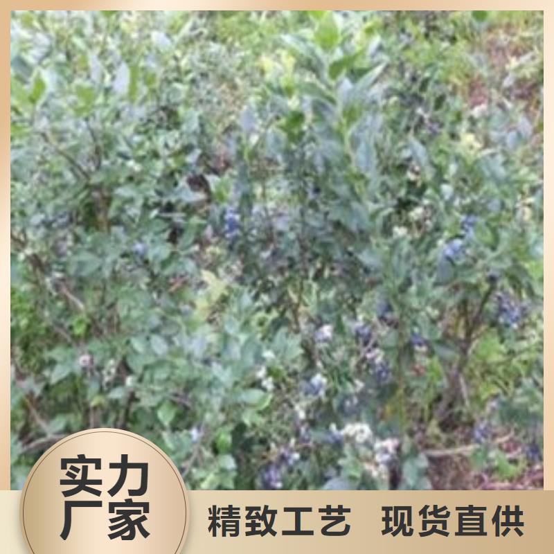 【蓝莓苗,山楂苗型号齐全】