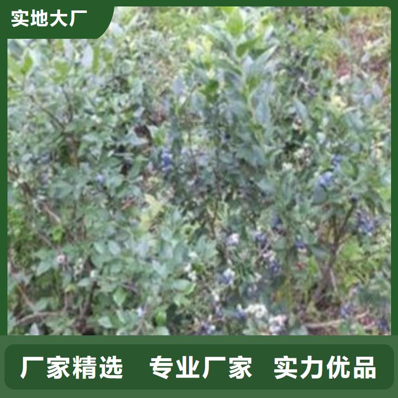 蓝莓苗一站式供应厂家