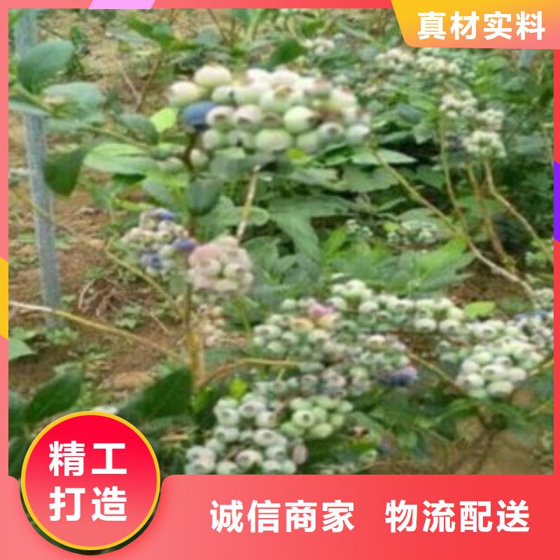 【蓝莓苗,山楂苗型号齐全】