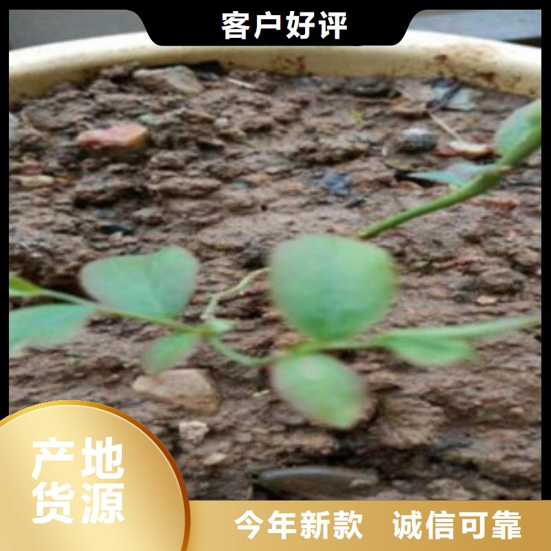 高丛蓝莓树苗批发价格