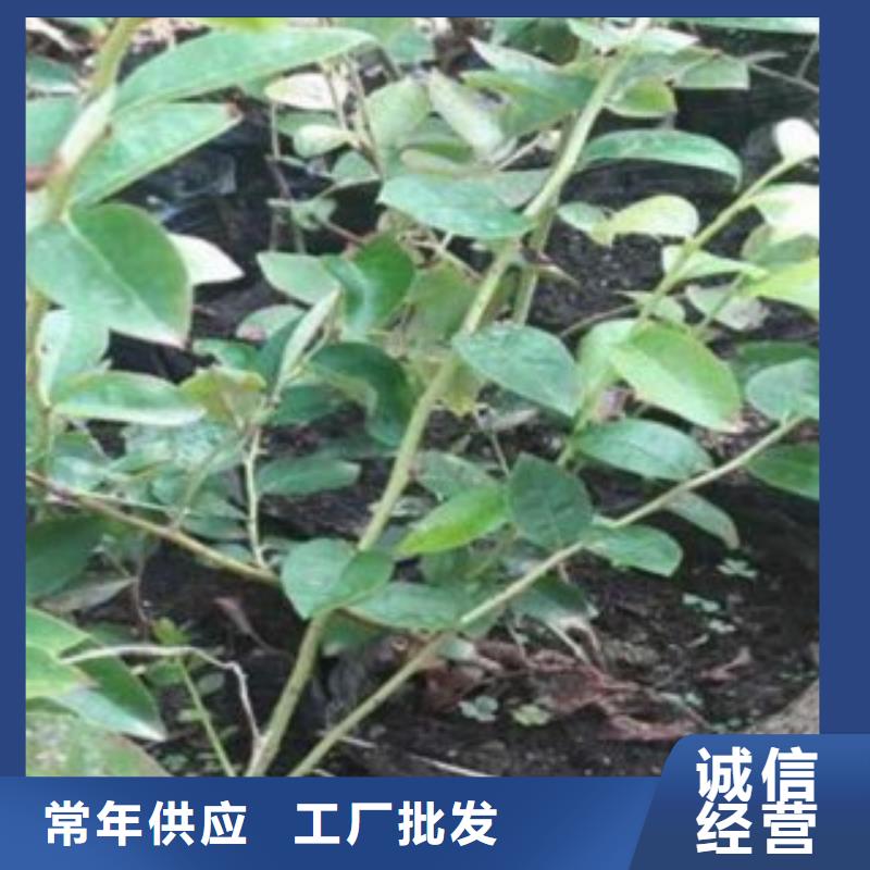 蓝莓苗【核桃苗】源头工厂量大优惠