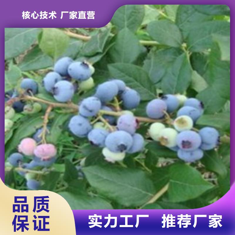 蓝莓苗货源稳定