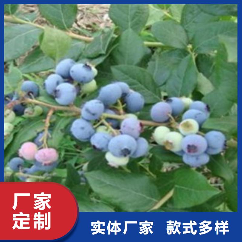 【蓝莓苗核桃苗批发商】