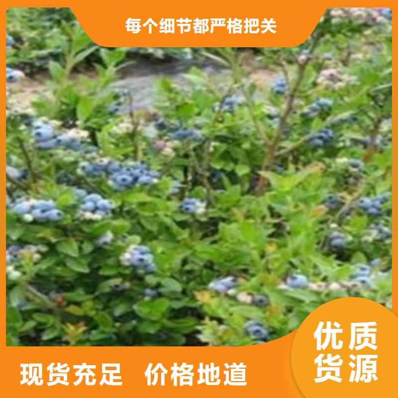 【蓝莓苗苹果苗专业信赖厂家】