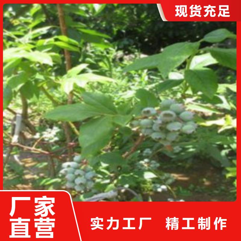 蓝莓苗花椒苗厂家直营