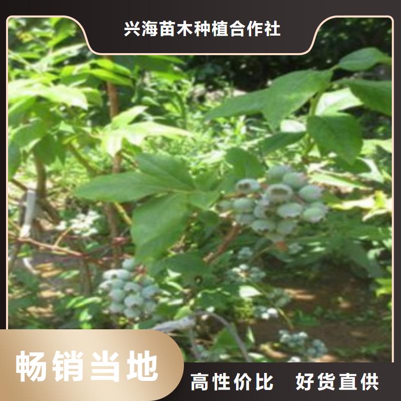 蓝莓苗【核桃苗】源头工厂量大优惠