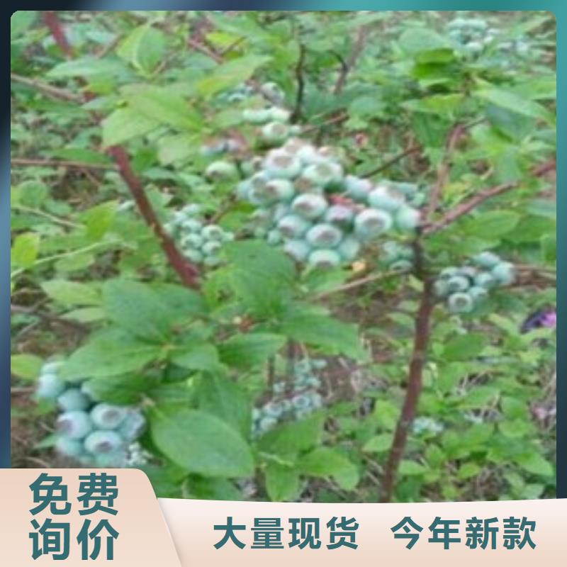 【蓝莓苗,山楂苗型号齐全】