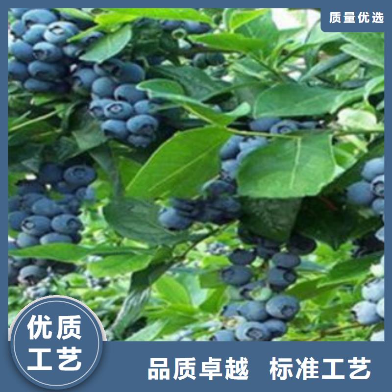 蓝莓苗【苹果苗】厂家直营