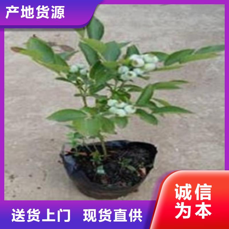 【蓝莓苗,山楂苗型号齐全】